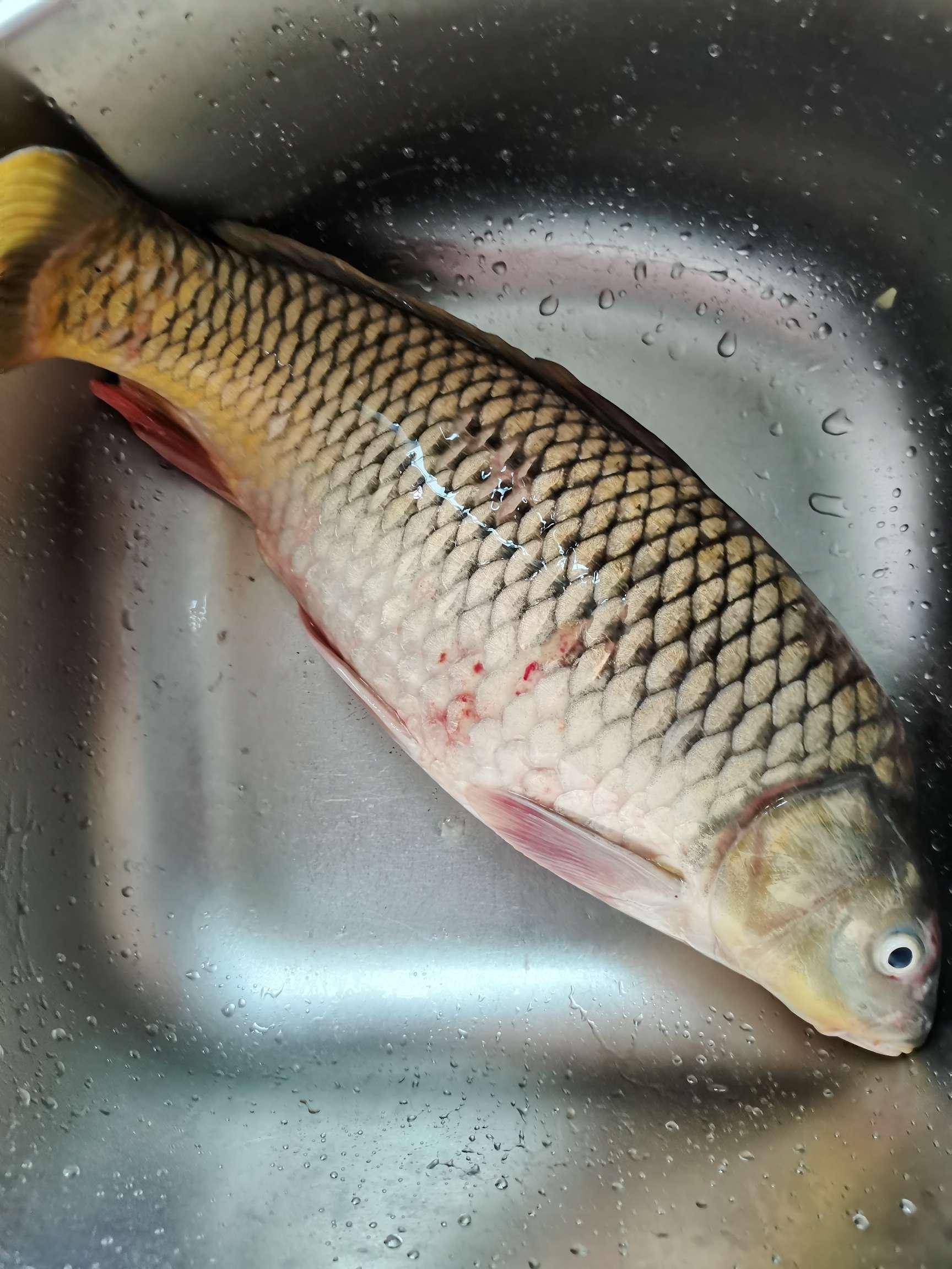 收获_鲤鱼_池塘