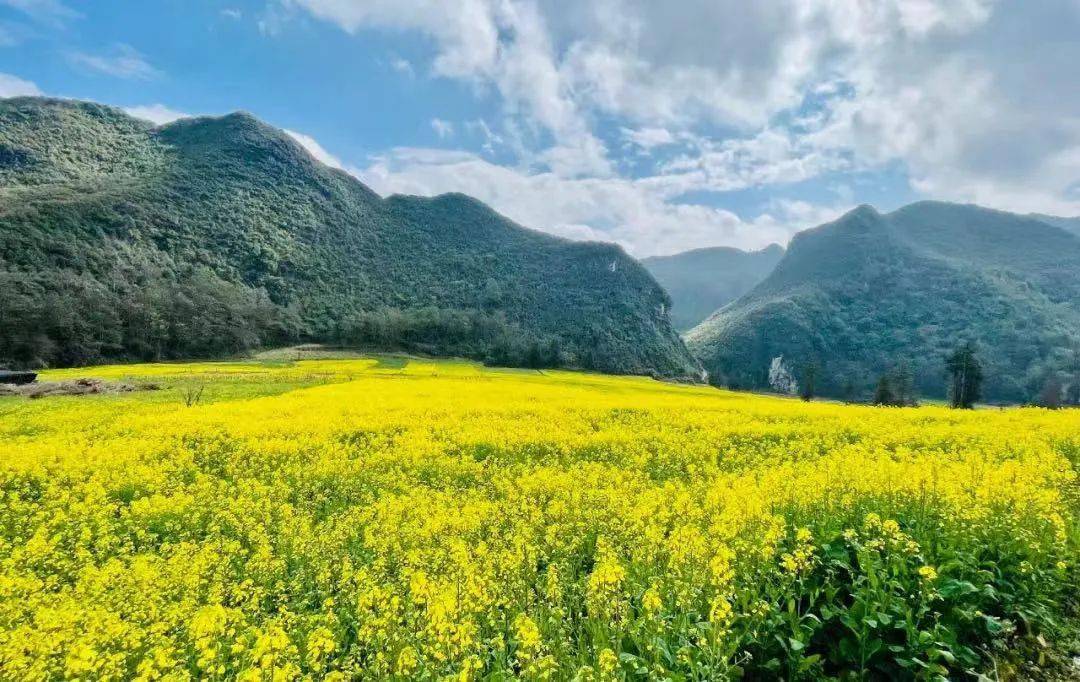 2023年,文山第一波油菜花海来了!_冬日_桃源_马关县