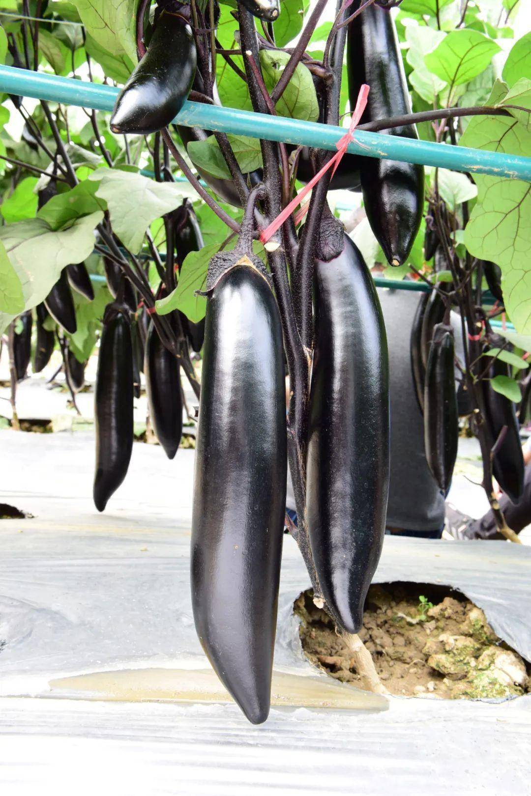 早熟墨茄好品种,果皮墨黑有光泽!