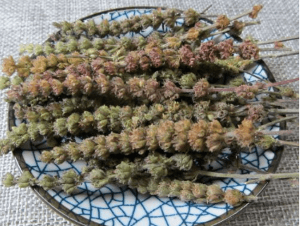 这味中药是皮肤瘙痒的克星,研粉装布袋,哪痒擦哪!专治荨麻疹!