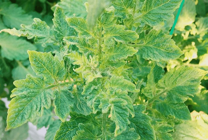 西红柿丨低温时期要提早预防小叶病