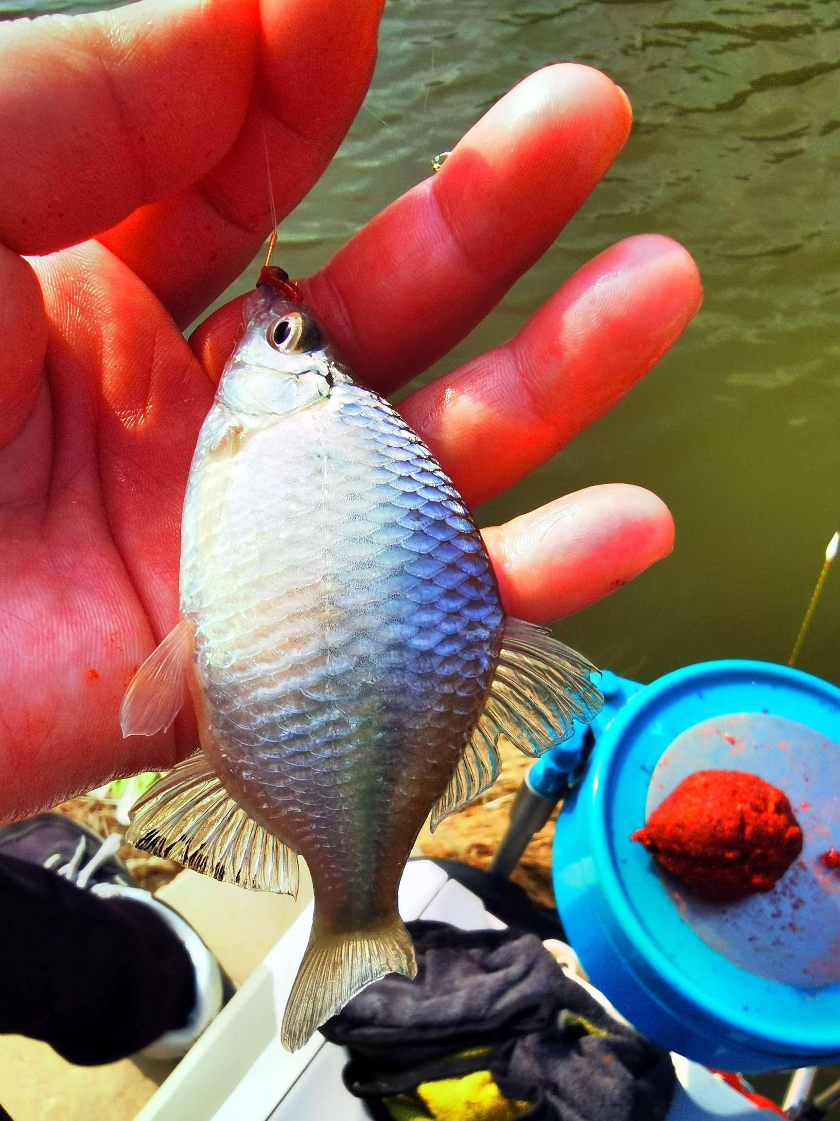 餌料和紅蟲打配合,鯽魚連竿停不下來_大叔_麻魚_釣友