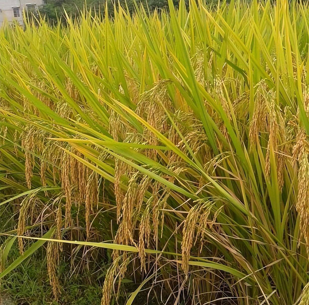 水稻种子十大品种图片