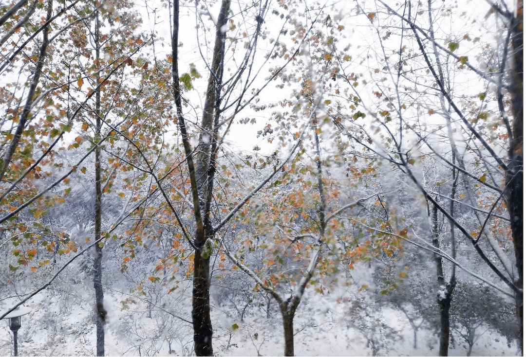 洁白的雪抚慰着每个游子的心家乡倏然间已是银霜满地冬宜密雪 有碎玉