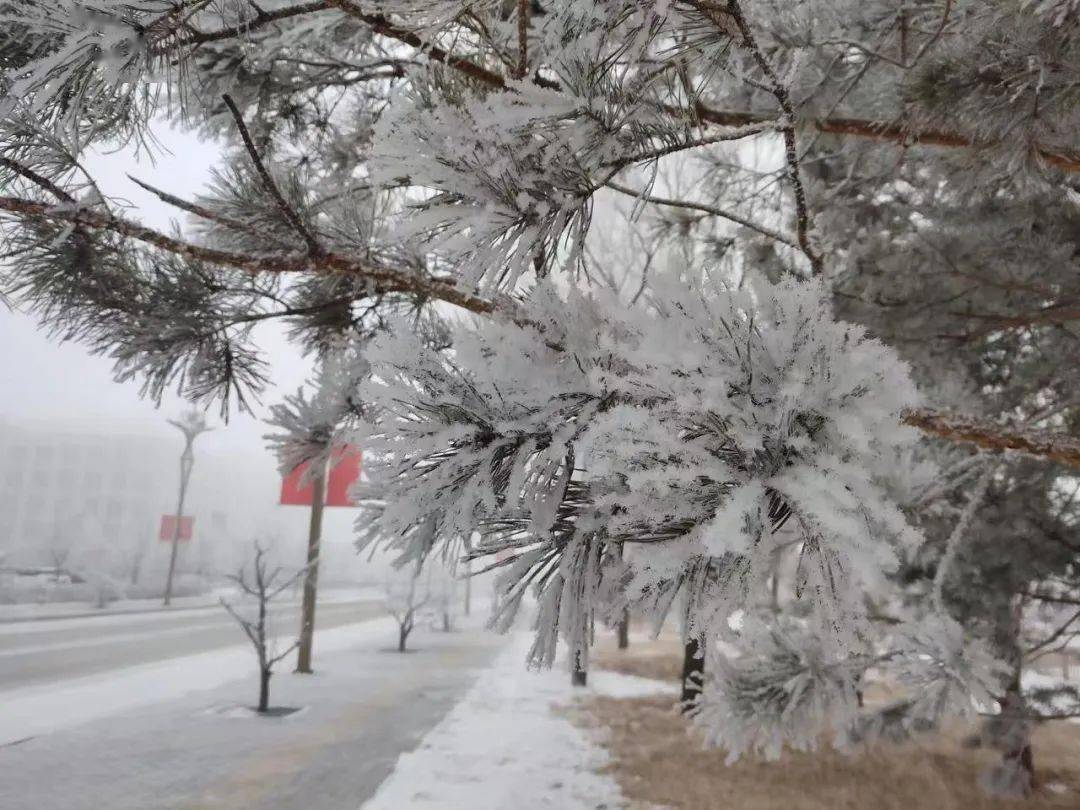 扎兰屯大雪图片