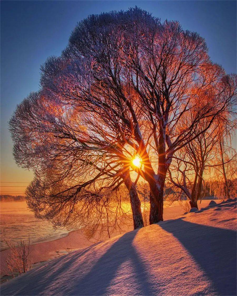 金色阳光,美丽树影_因为_风光_温度