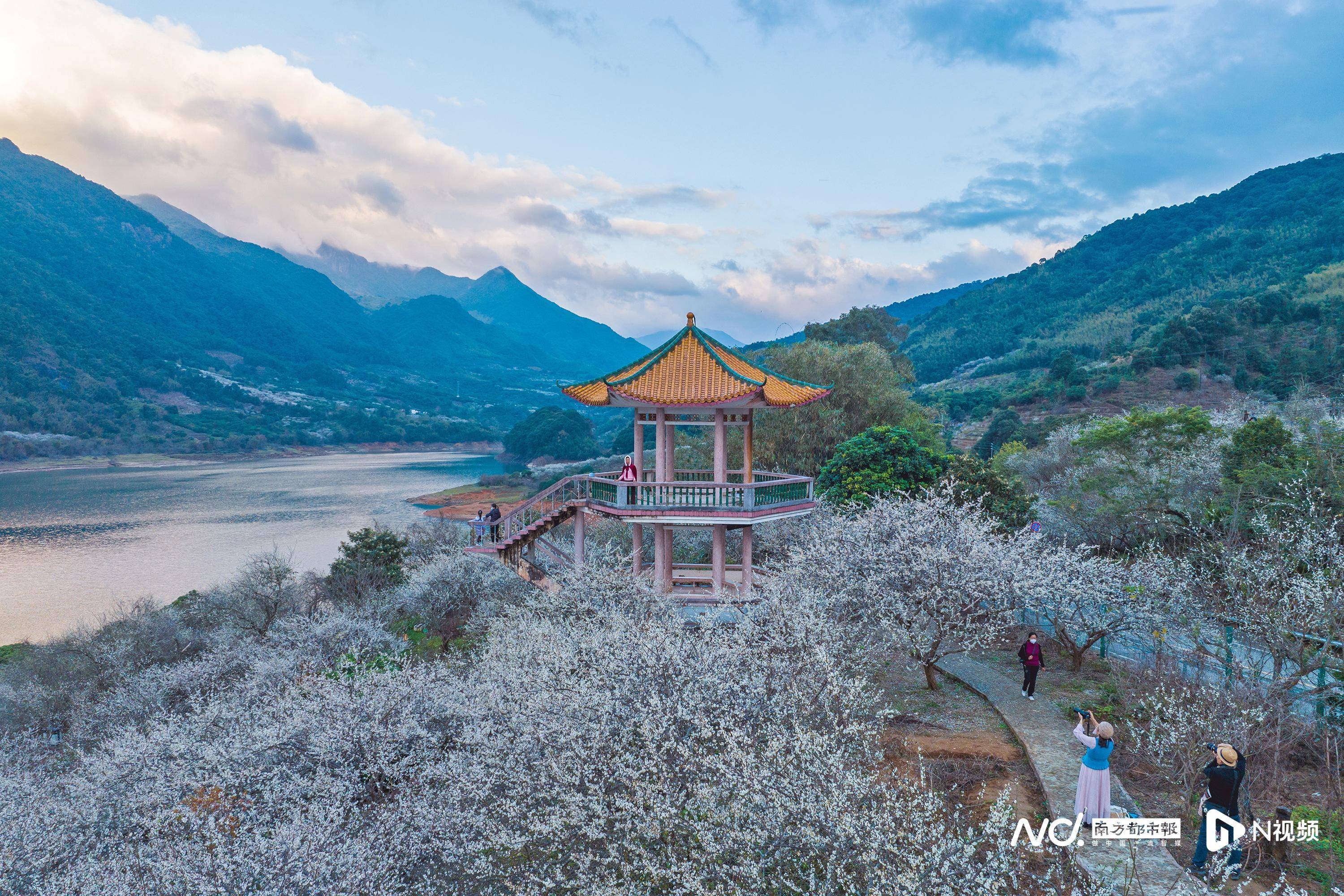 从化森林公园梅花节图片