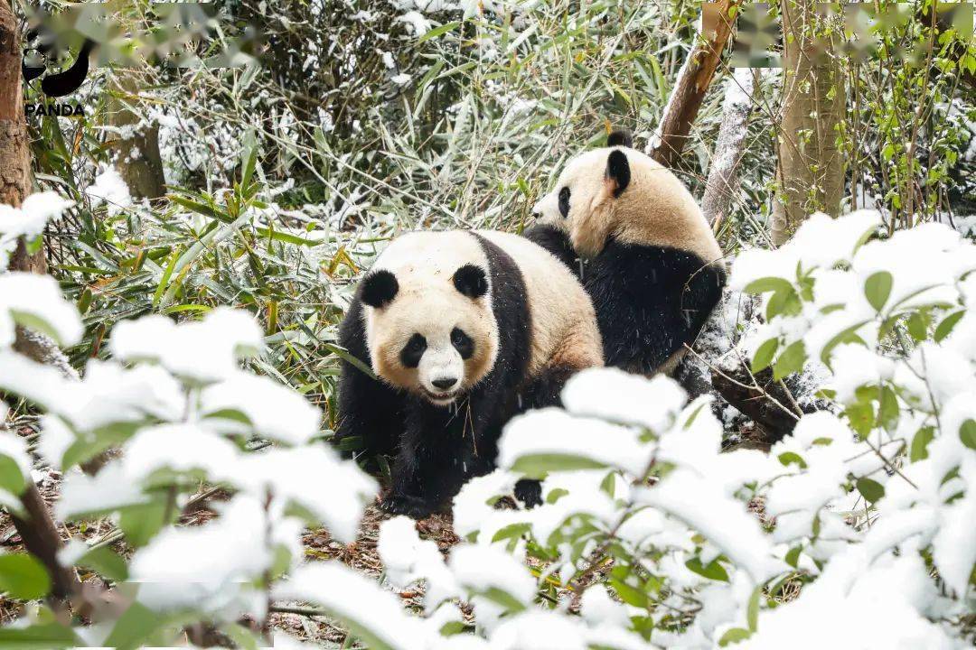 小年迎初雪丨熊猫谷邀你看雪啦~_雪景_大熊猫_白雪