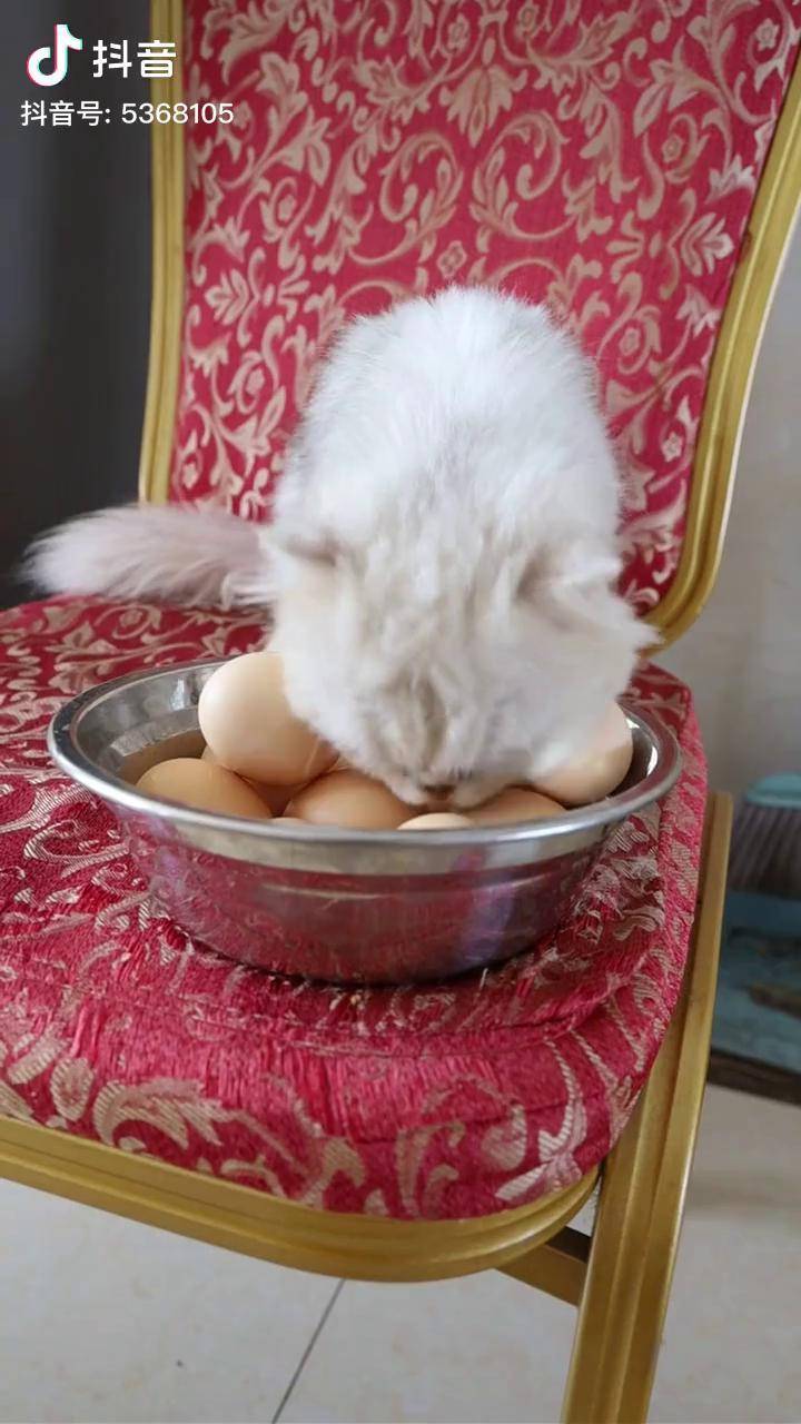 猫咪说话,真搞笑在数丈母娘送来的鸡蛋啊网红猫小白 马骝仔 马骝仔
