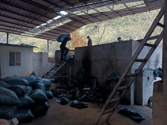 丹珠村:"一村一品"草果红 铺出乡村致富路_产业_发展_种植户