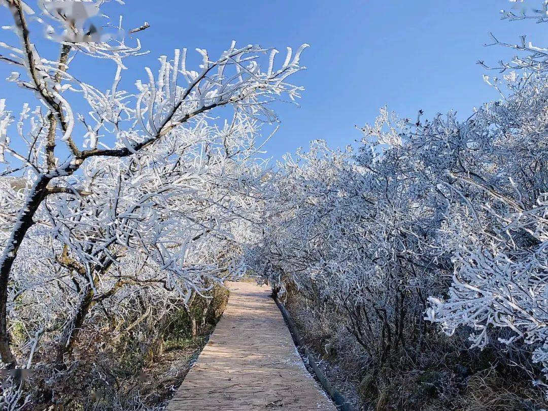 石城八卦脑:银装素裹迎客来_美景_雪花_冰雪