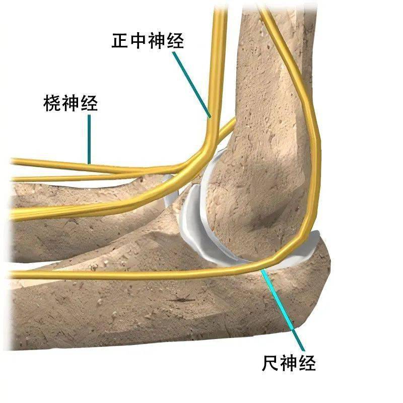 左肱骨食指神经图图片