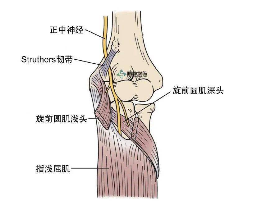 肱骨髁神经血管解剖图图片