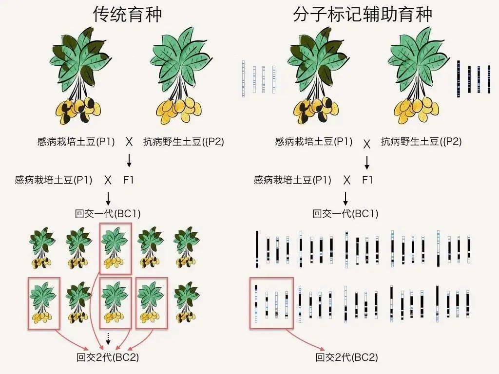对话钱前:从水稻科研到科技体制改革_育种_杂交_中国
