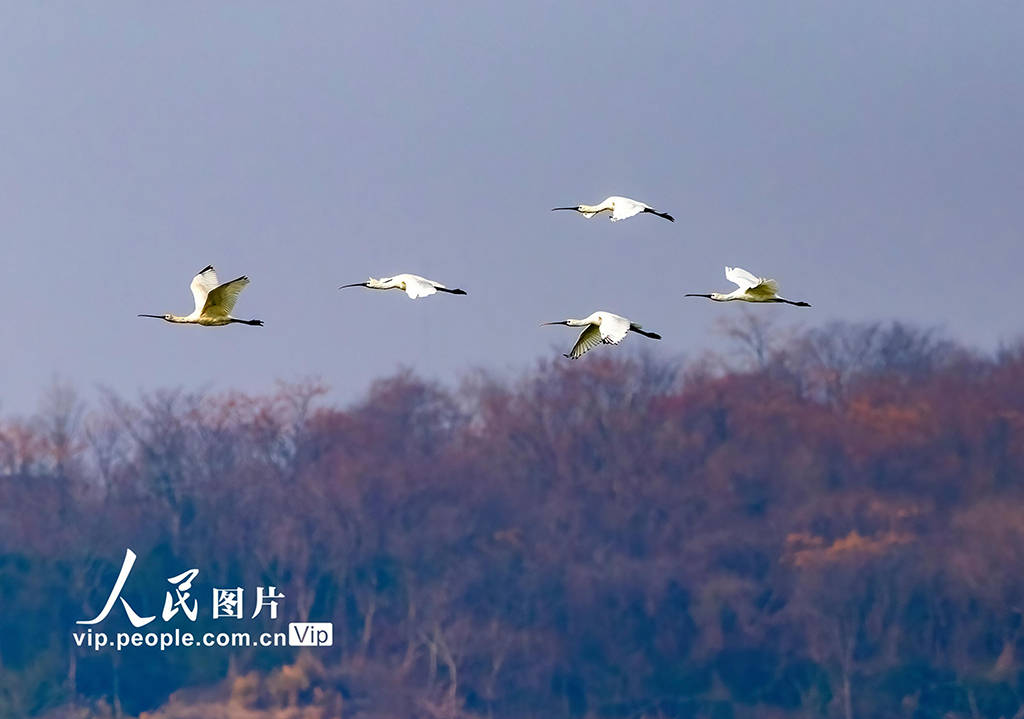 江西湖口：越冬候鸟舞动鄱阳湖_张玉_风景线_冬日