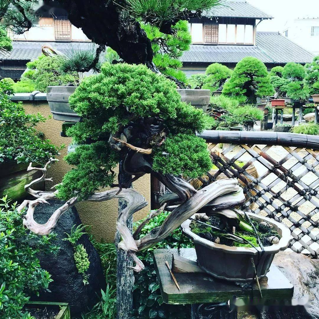 退休了,带着爱人回老家建个盆景小院……_生活_什么_子女