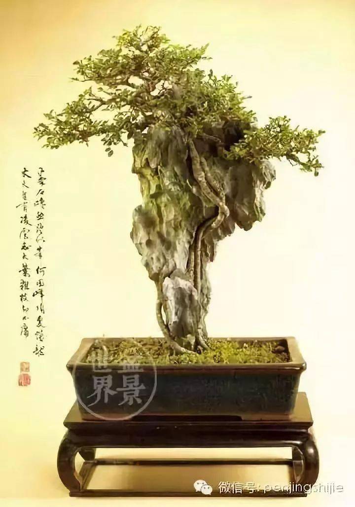 【砚外之艺】 云头雨脚美人腰—盆景欣赏_作品_黄就成_伍宜孙