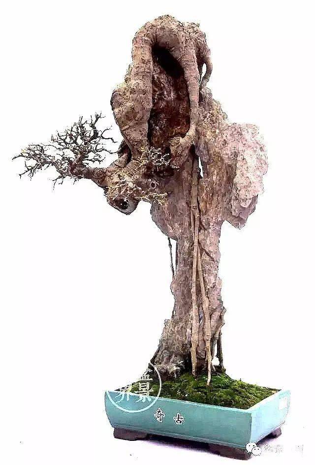 【砚外之艺】 云头雨脚美人腰—盆景欣赏_作品_黄就成_伍宜孙