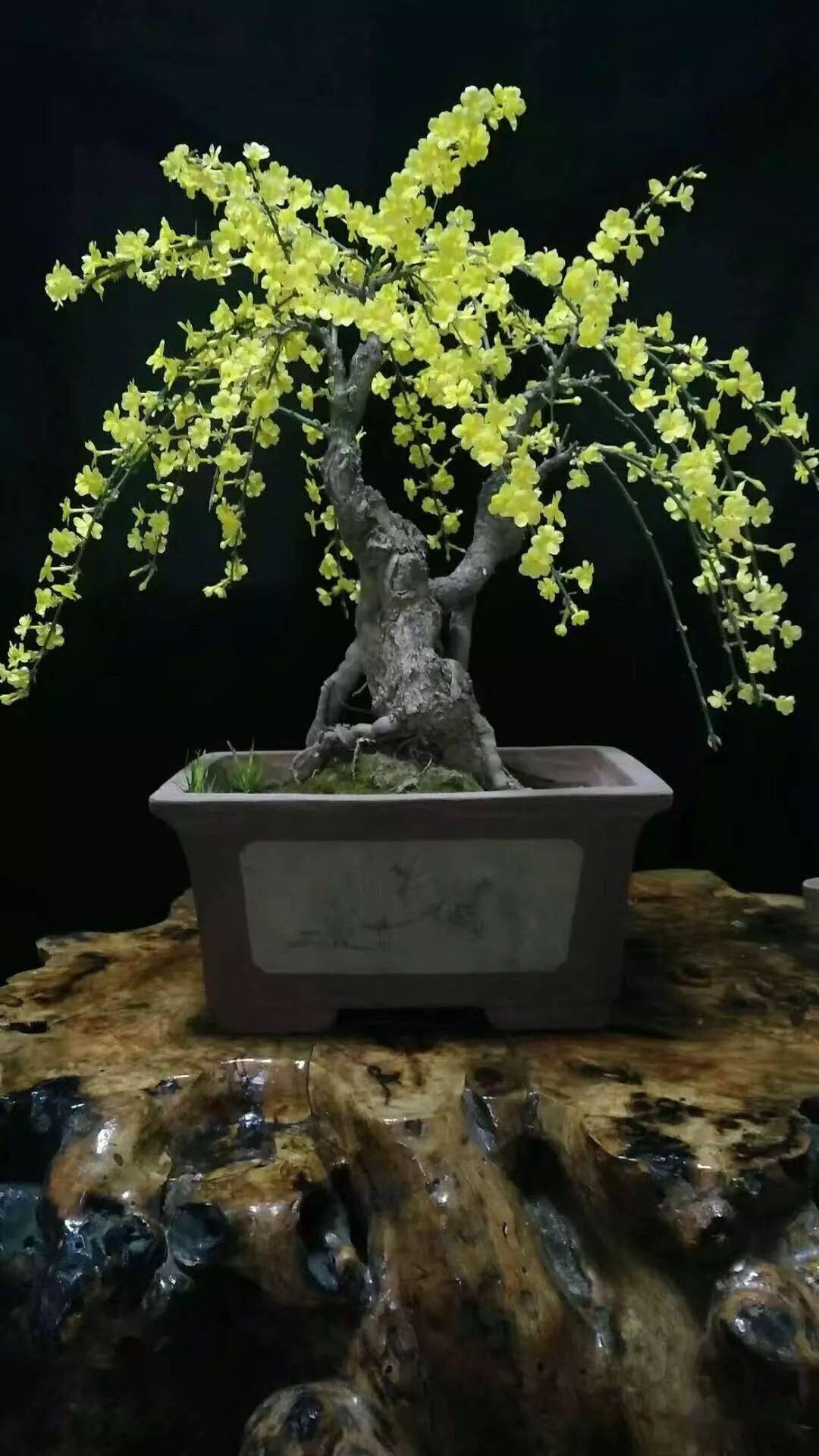 别名迎春,黄素馨,金腰带.迎春花的花语:相爱到永远.