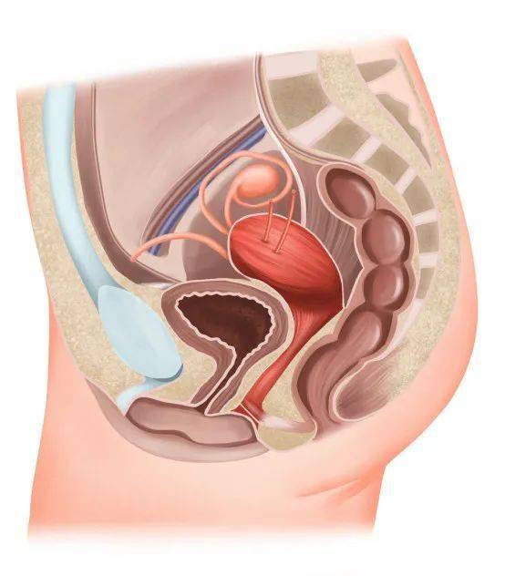 女性下腹器官众多