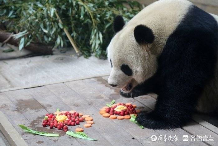 动物过大年，吃上定造餐！看看小动物们的“年夜饭”吃了啥？