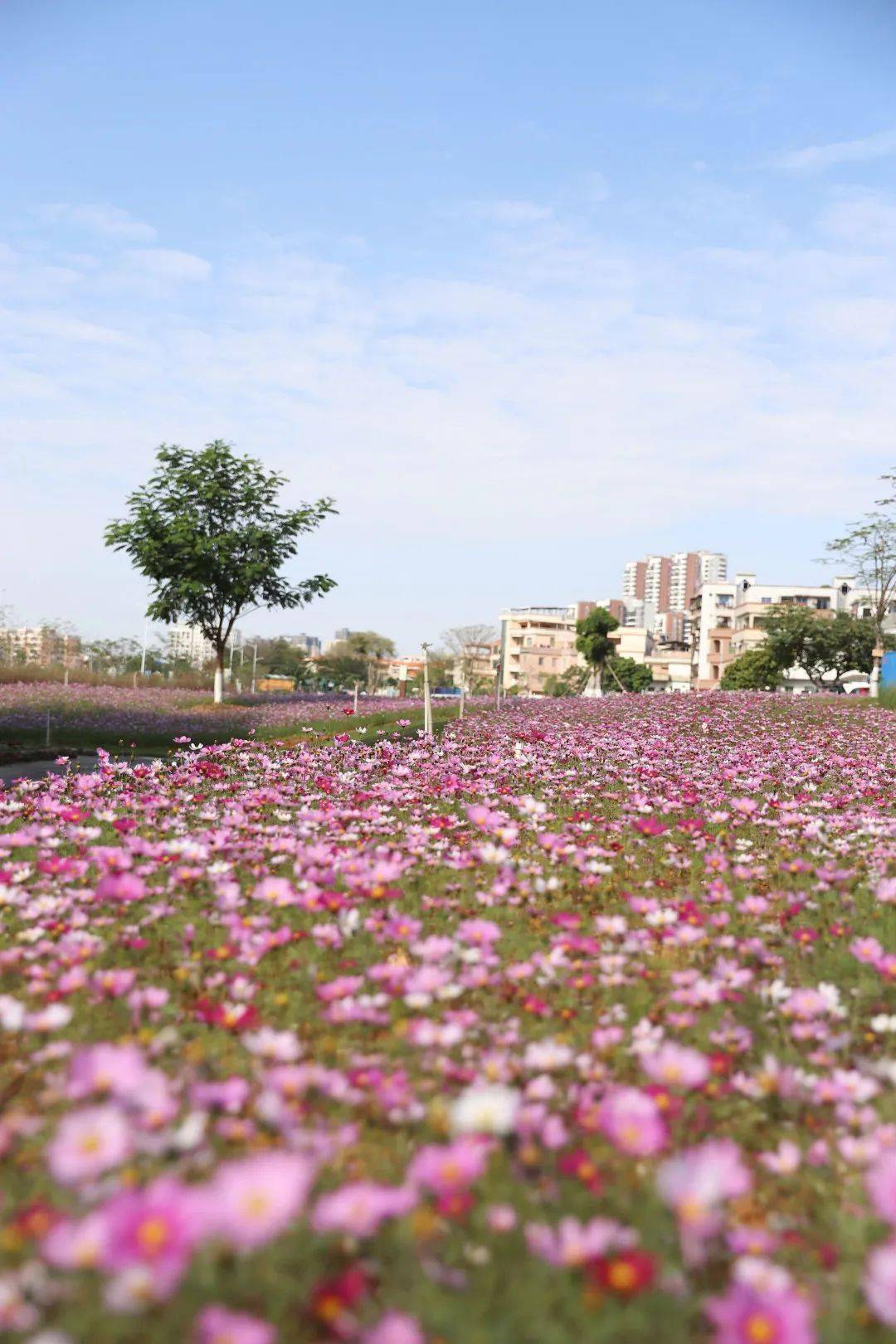 东莞赏花出行指南来了!_花海_社区_向日葵