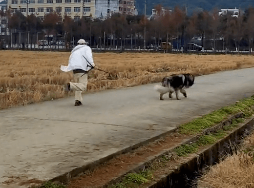 第一批胆敢带狗回老家的人，已经被狗遛疯了……