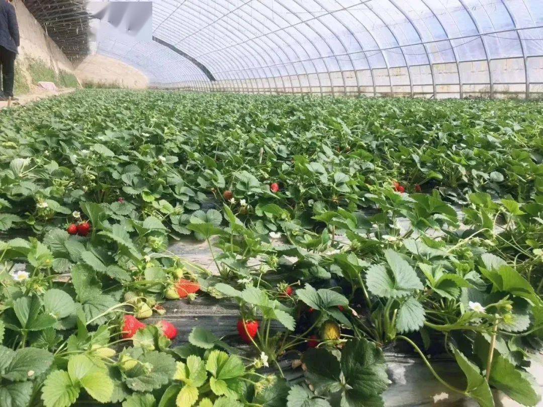 世界上最大的恐龙足迹化石群——刘家峡恐龙国家地质公园(刘家峡恐龙