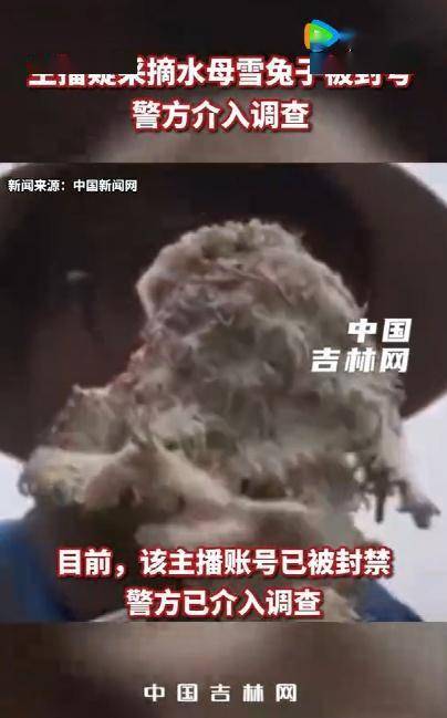 刺旋花（刺旋花下山桩怎么种植视频） 第3张