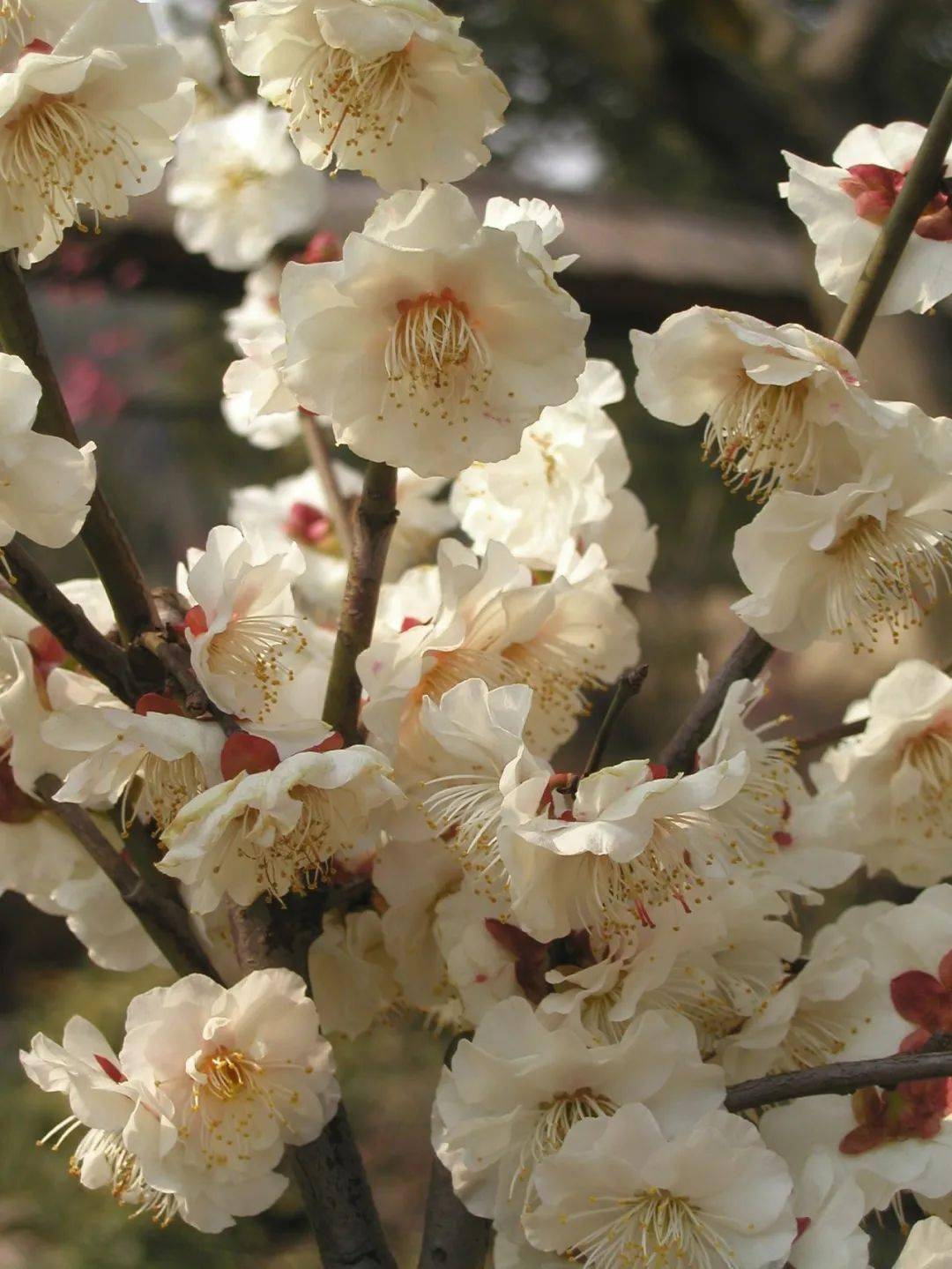 一起认认植物园这11个梅花品种群吧_mume_cv_朱砂