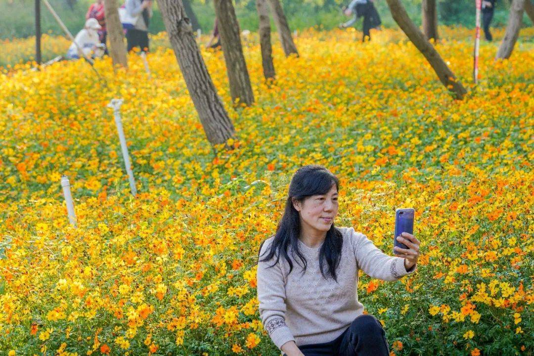 南海芳菲，已入佳期！各色花海打卡指南→