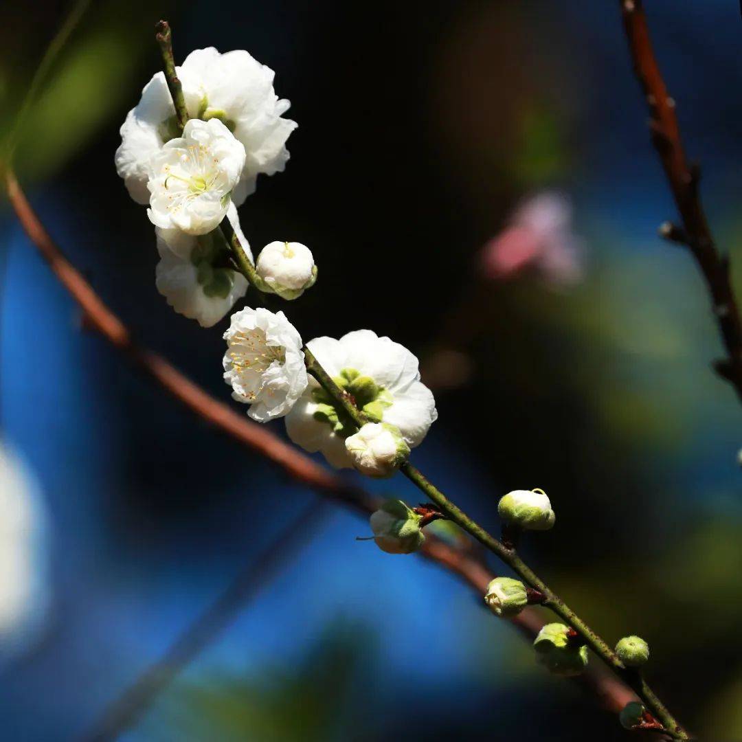 南海芳菲，已入佳期！各色花海打卡指南→