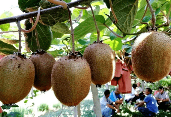 国内流行的猕猴桃品种特性，你看好哪个？