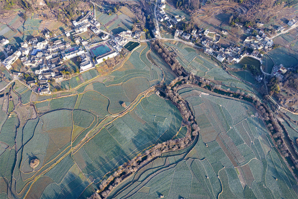 贵州黔西:冬日田园绿意盎然_油菜_解放村_种植