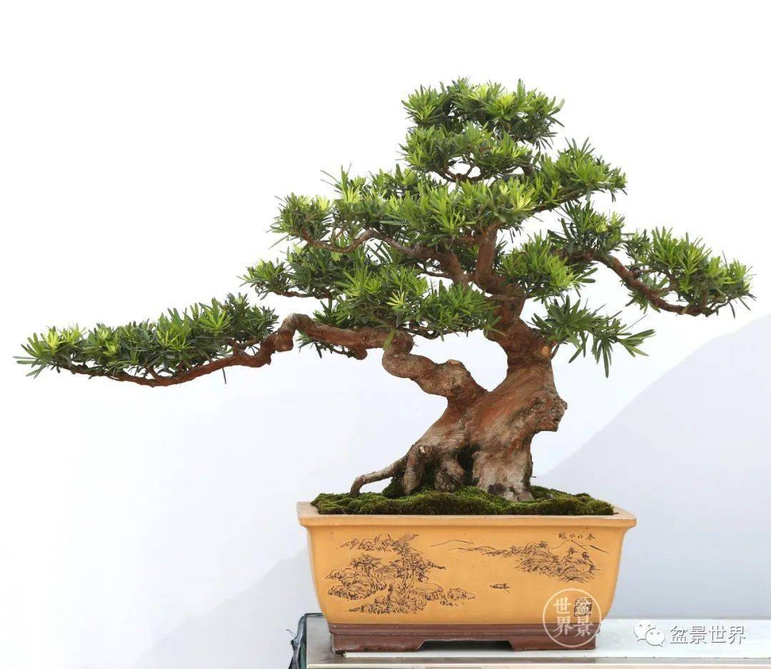 最美的100盆罗汉松_cm_作品_盆景