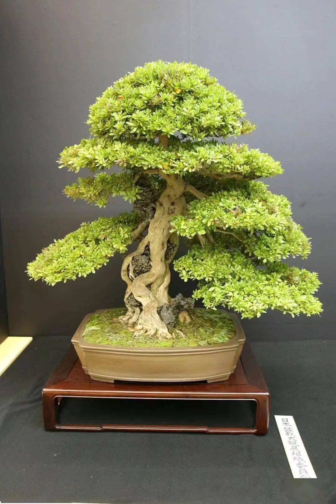 小,中小叶罗汉松景观树——300棵