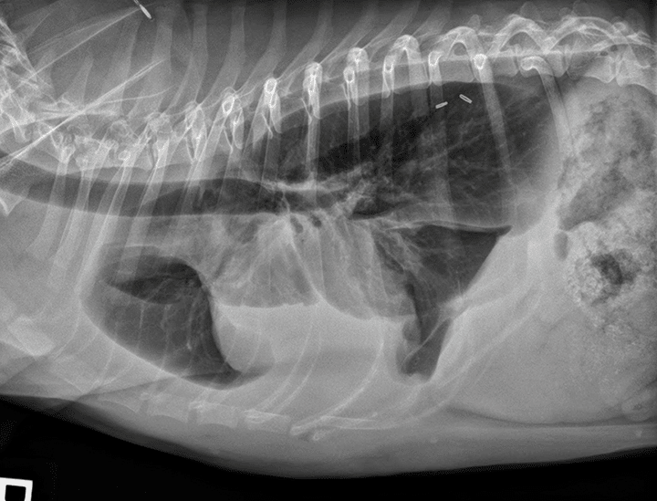 犬肺水肿x光图片