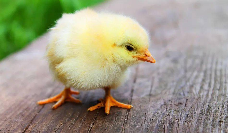 big是大,chicken是小鸡,那67你知道im a big chicken是什么意思吗?