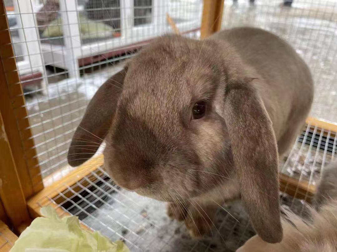 动物园新添萌兔乐园 百兔争春萌化游客心