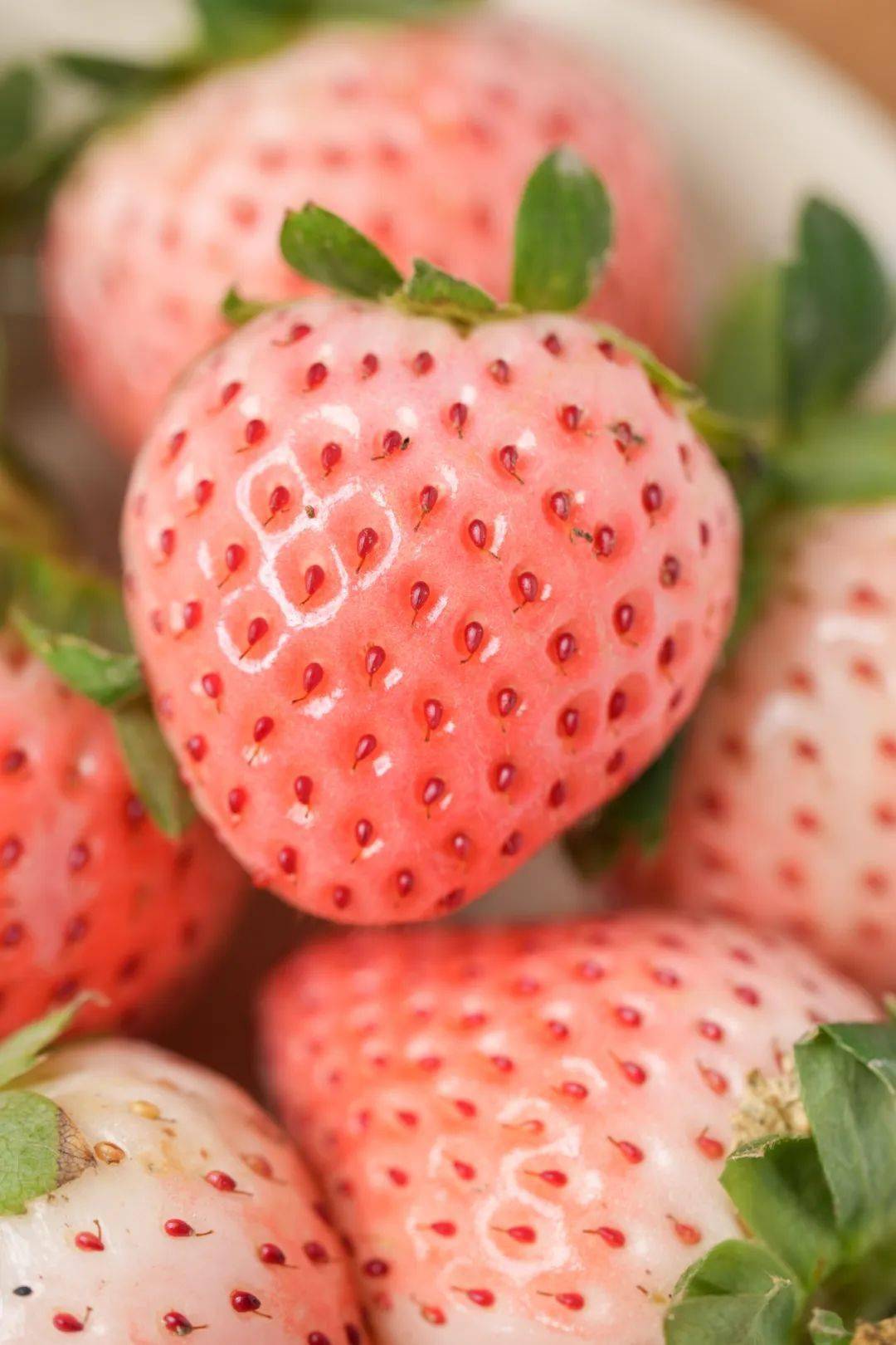 建德粉玉正妙龄._草莓_物流_大棚