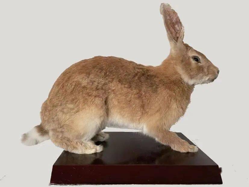 云看展丨大展宏兔:有兔爰爰_东北_家兔_标本