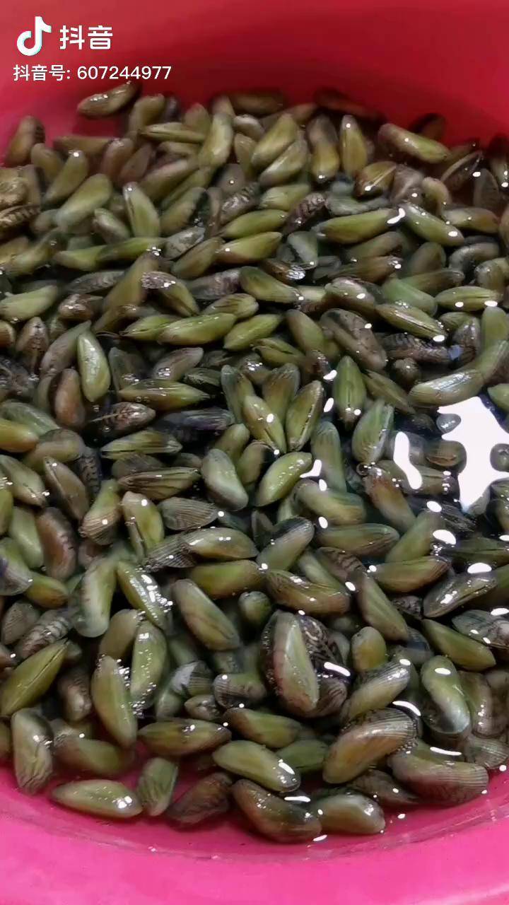 海瓜子又叫薄壳,鲜美无比,千万不要因为它小就忽略它!生活日记