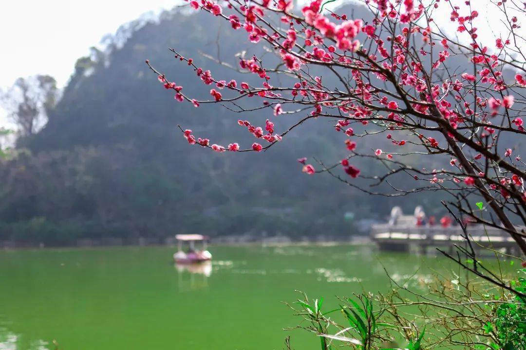 桂林市西山公园： 西湖红梅映春色