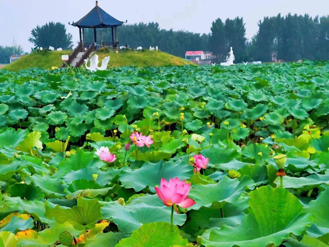 坐上"游一"免费直通车,逛遍古韵濉溪_旅游_柳孜_湖景区