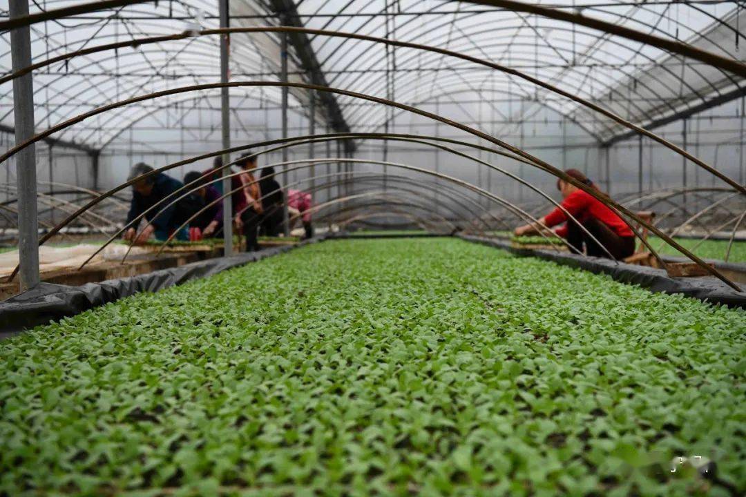 常宁:春耕正当时 烟叶育苗忙_工作_大棚_管理