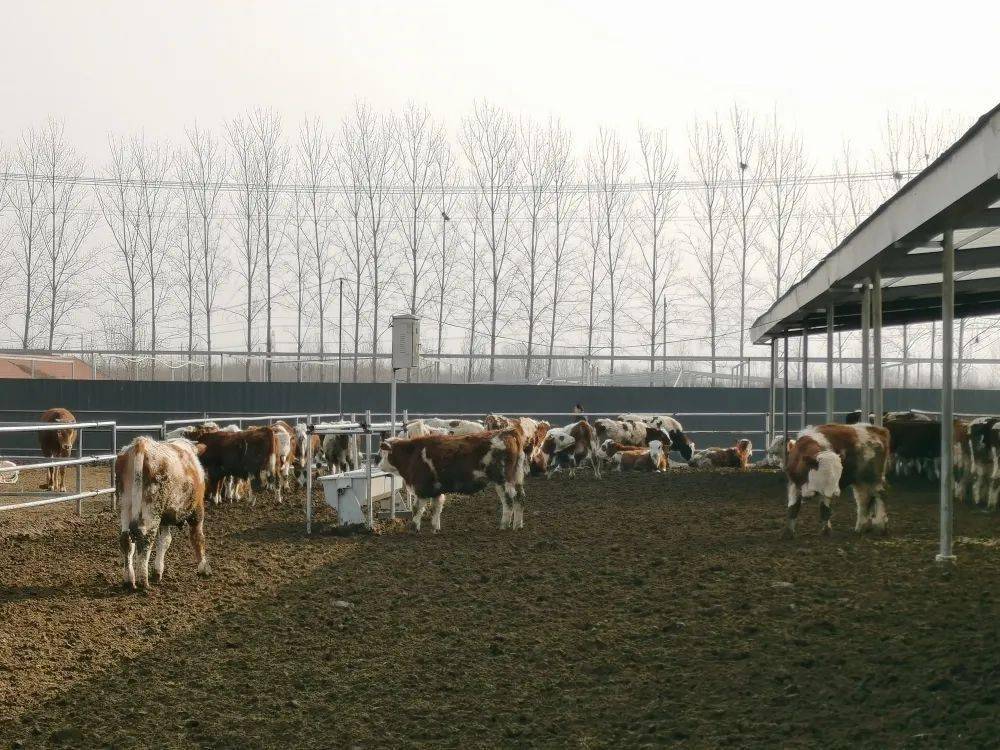 鲁西南黄牛体躯高大,结构匀称,肉质鲜嫩,脂肪均匀地分布在肌肉纤维