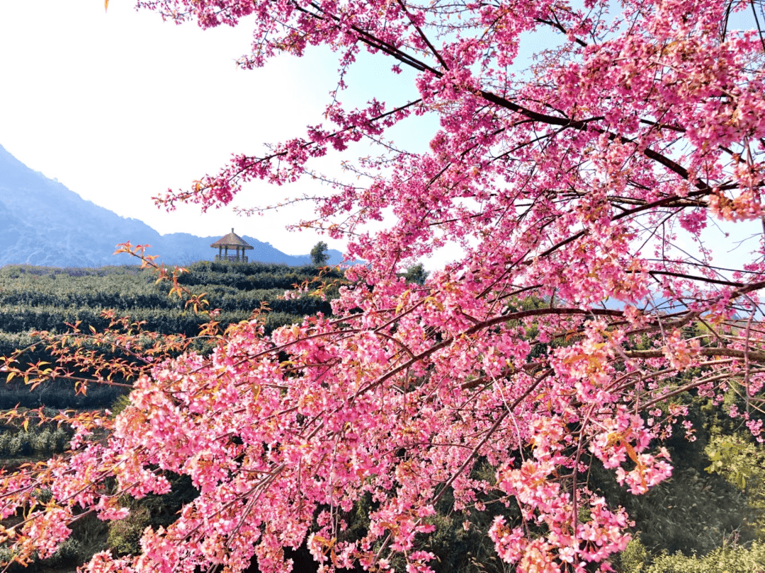 周末趣游 | 赏花赏景赏民俗，来安然平静喜闹元宵~