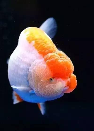 祝大家金"鱼"满堂,年年有余!_漂亮_生活_进宝