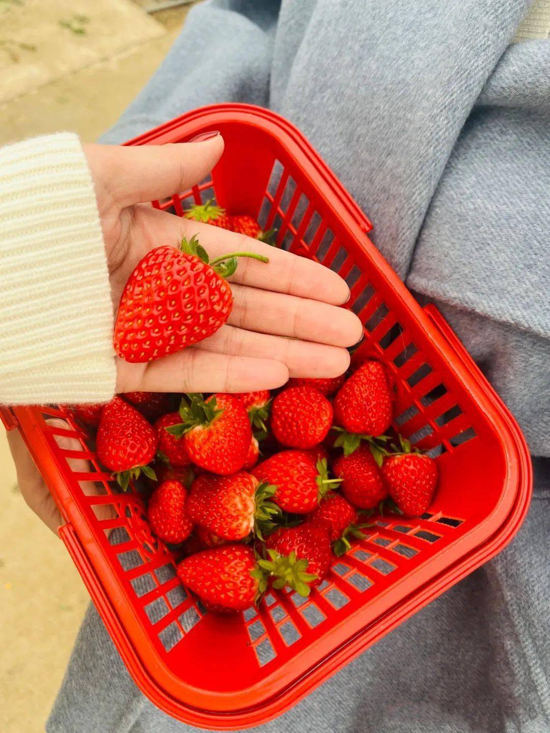 图片来源蟹老板strawberry熊大熊二生态草莓采摘园03