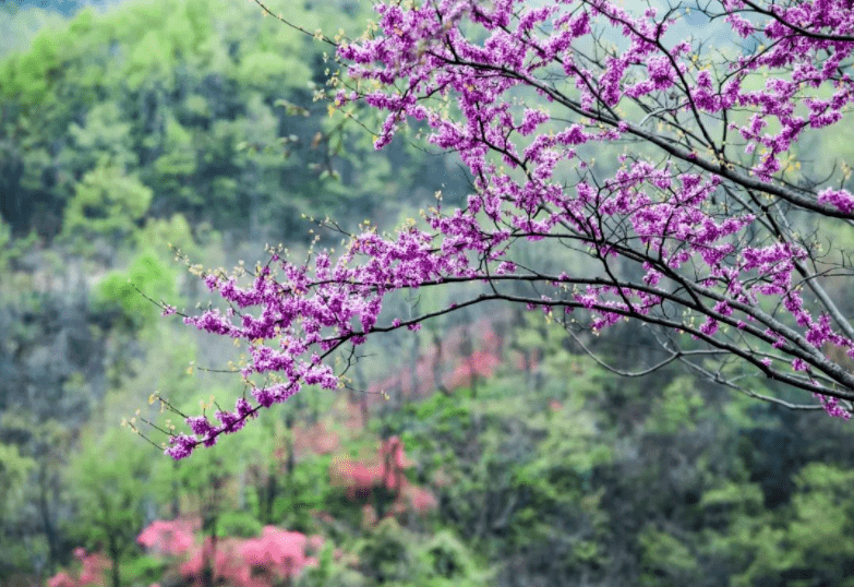 金寨早春赏花攻略!请查收_望春_山谷_馨香